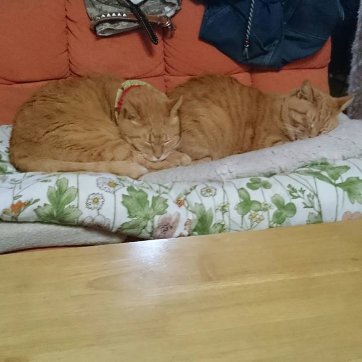 De497cd7 5442 4784 9a1e 23649b9706f2 1512029125763