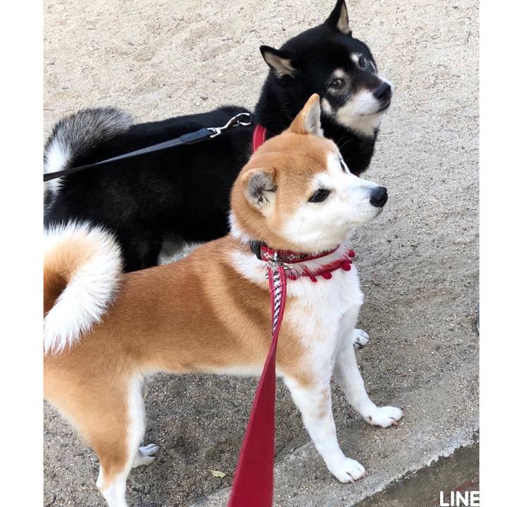 De4a9dc7 f3b1 4950 aa41 255d5e3907e8 1548756653349