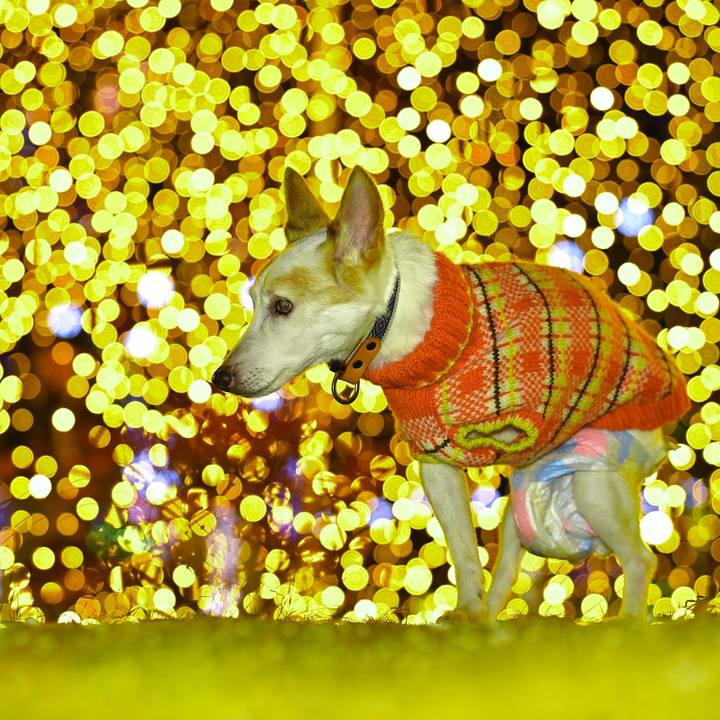 De4cba55 db54 4e97 ae36 47f6967edfd8 1766152297417