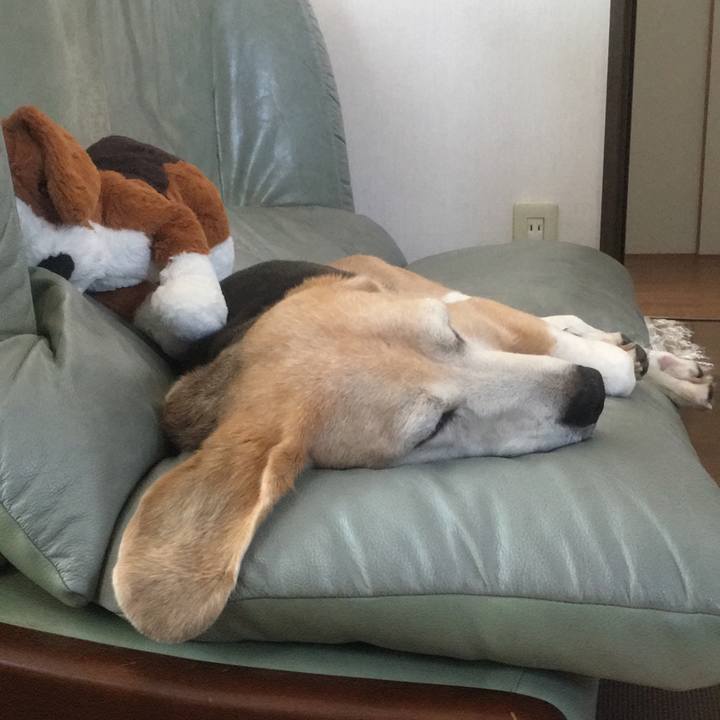 De4e8b15 d17b 42b9 8fb8 a11fd4d69402 1532266375445