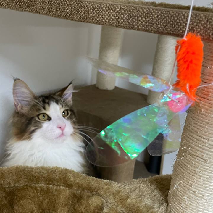 De512ff4 40db 46fe 8a44 15f9c5c1adee 1636973033803