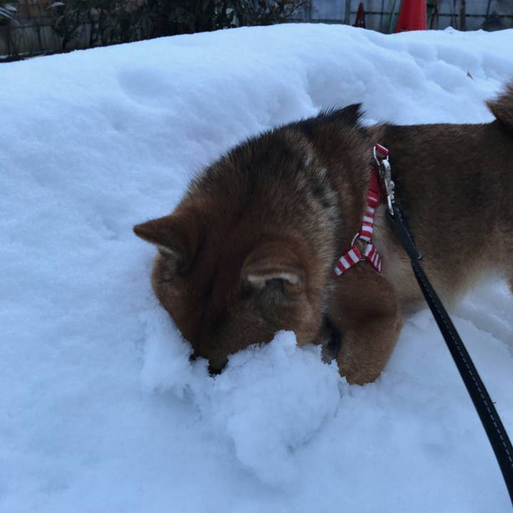 De52c3a2 3c64 4e17 9b5b 3912bc08ea49 1517736360106