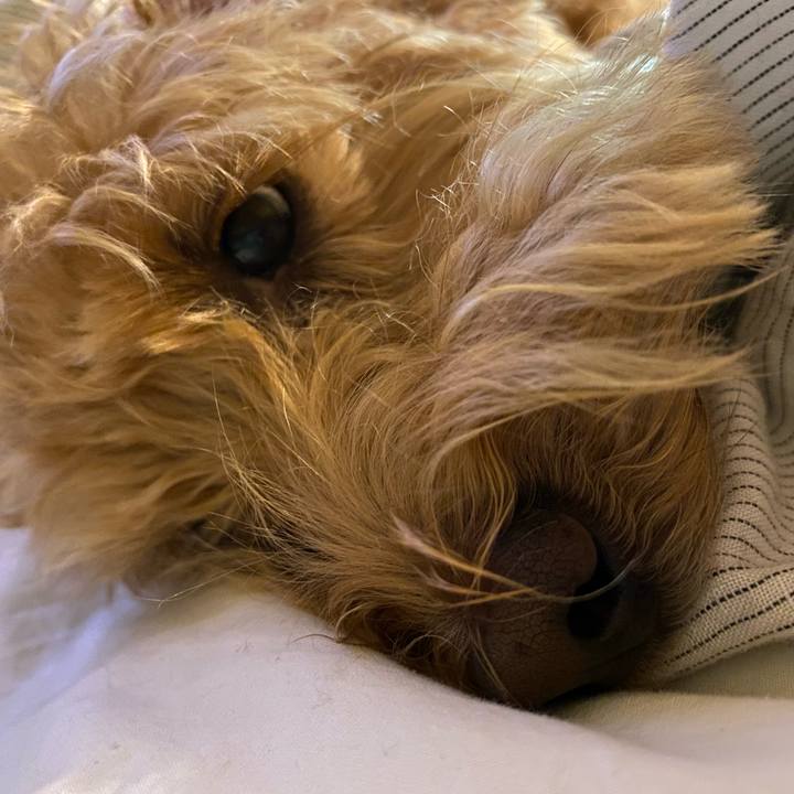 De5d383a 8641 44b6 86e6 760c043f1d4b 1633434337344