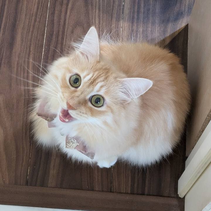 De5f5223 5b98 4979 9882 43d14ae5631c 1729911587009