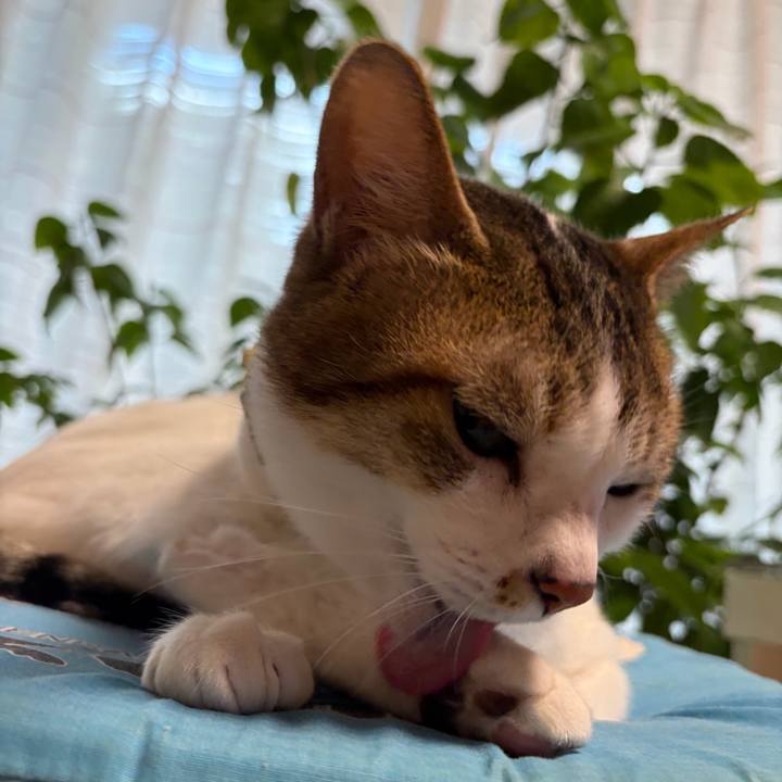 De60095d 2edd 4343 a3ac 0ab9c6cbc43a 1774565281577