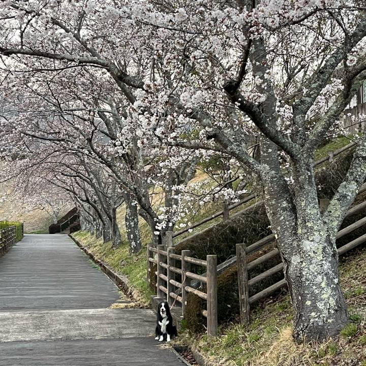 De6384e7 9259 4d2d aa3b 94d306dd5206 1774689837504