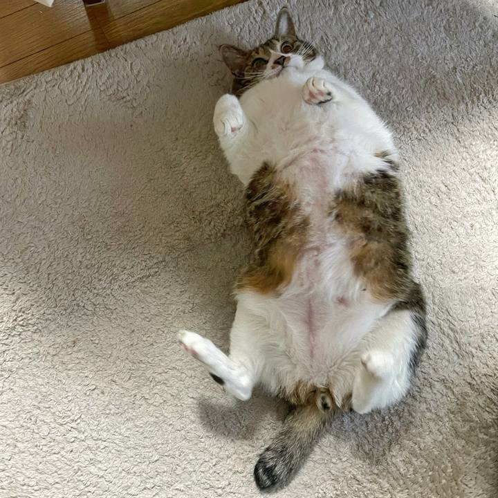 De689bbd 2198 45a4 bd12 213a6b61217c 1738713800846