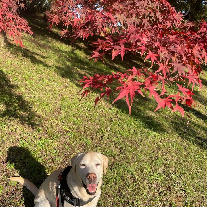 De6a6dc0 0ab8 4f7b b987 cb6bff7d89c9 1605605467842