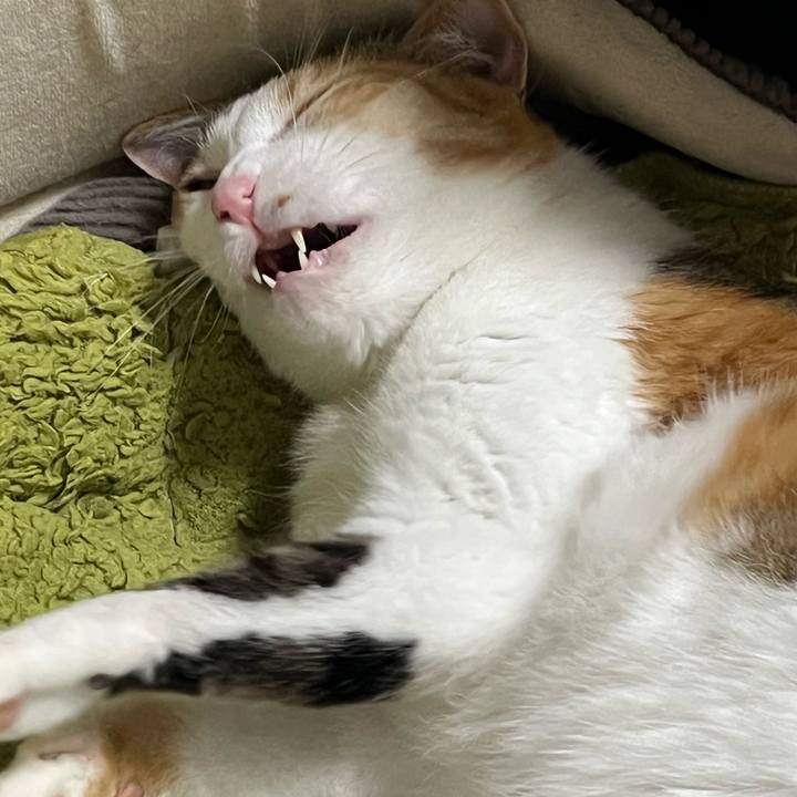 De6cb8f7 d4e4 48ac bf30 b0eef5e5eb0a 1773492110062