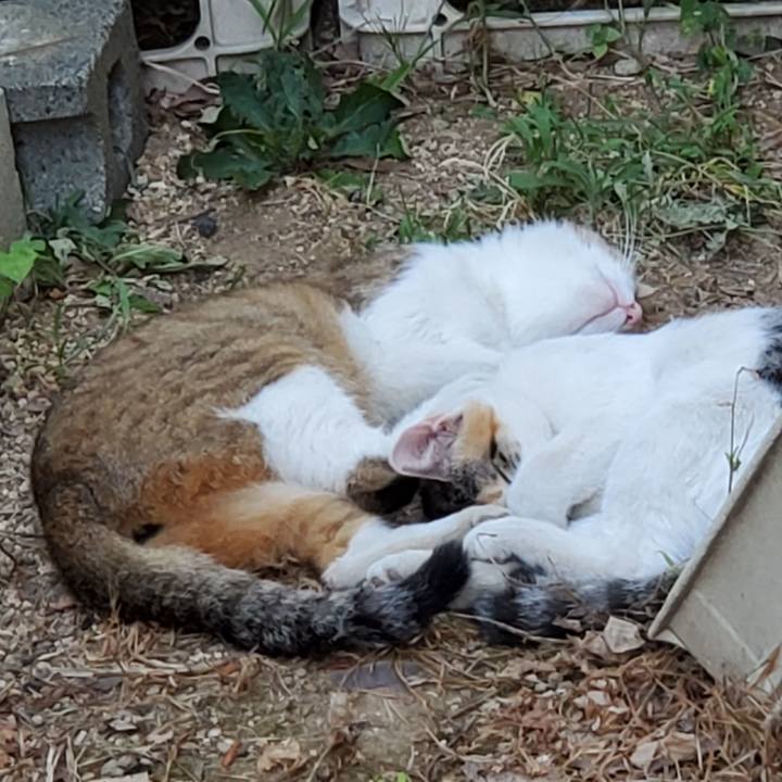 De6e072f f11b 42e7 9a34 fa963c338297 1691217471000