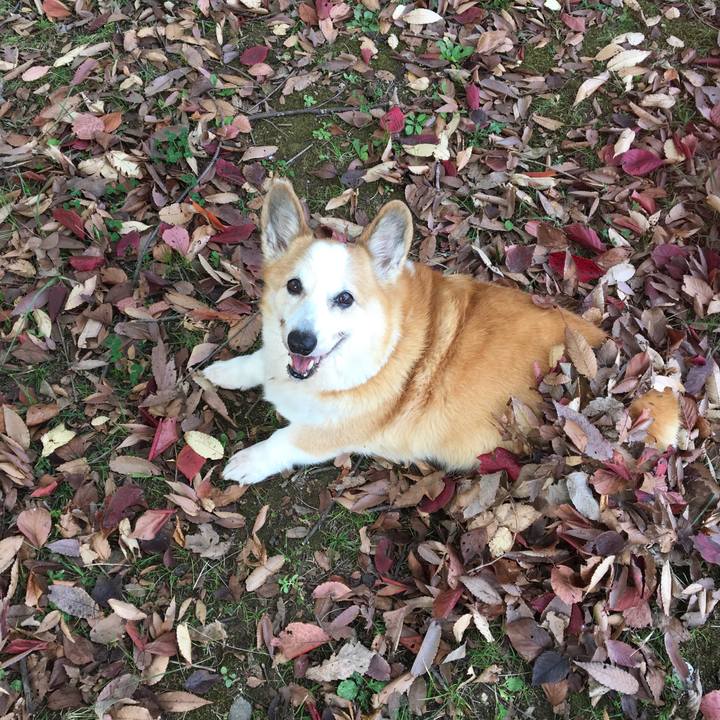 De703662 2621 4317 ba29 f06b451cb051 1542874410685