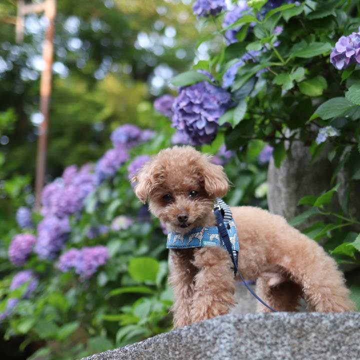 De7b71bc 2c2d 4c6d 9b9c 933213ace77a 1591882793949