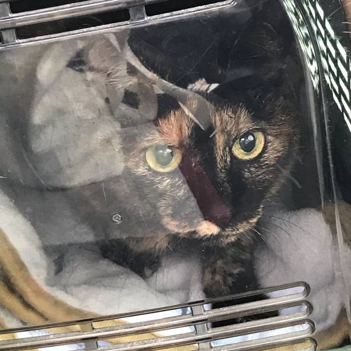 De7f7900 9396 4ce9 a321 e85d4a5a28d4 1594261378564