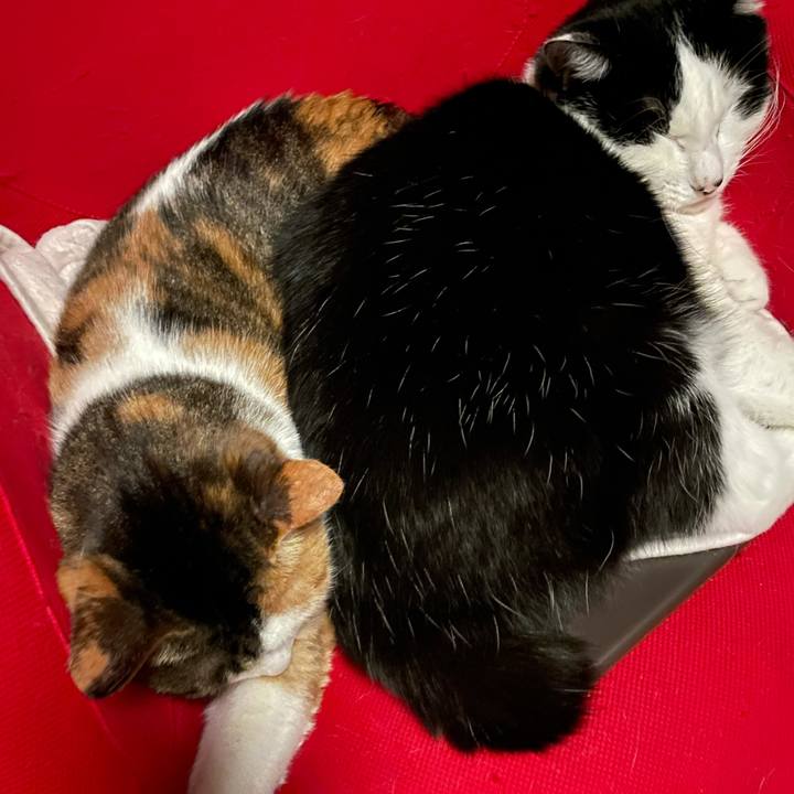 De80acfe 1b8e 4d7d abb0 72994268e12d 1641658621522