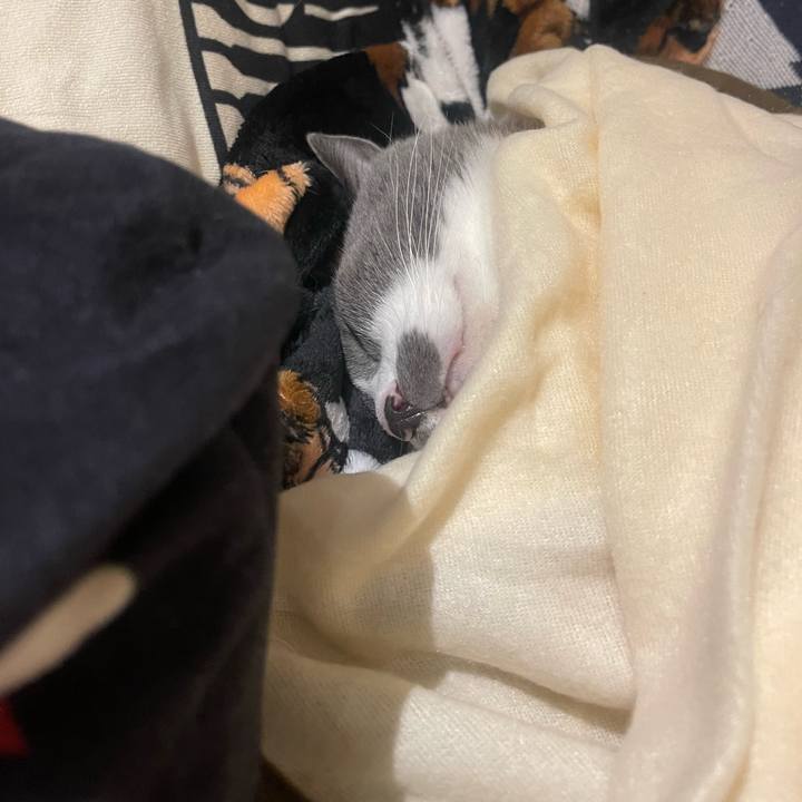 De81e4a2 a39b 4a6d a9c2 53fba98b7ed4 1732980604617