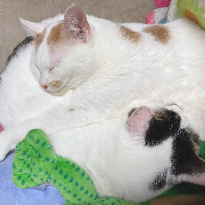 De85af96 05e4 43f2 8009 1b943210dae8 1611483248641