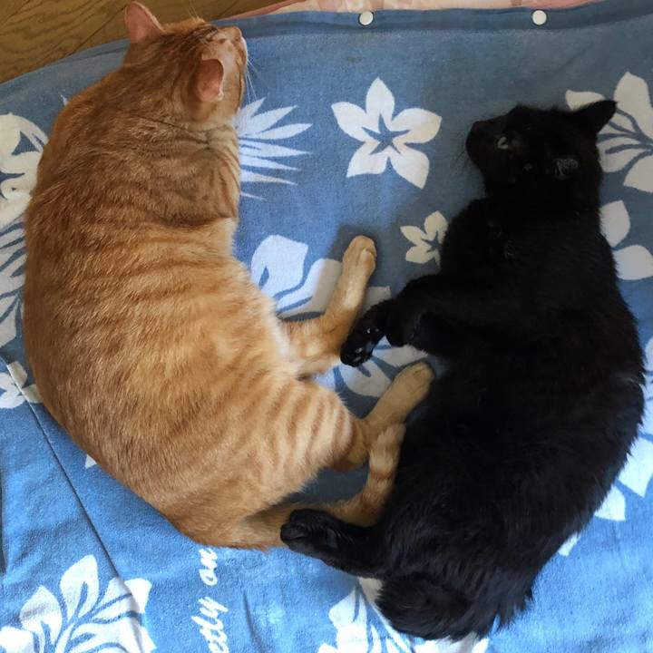 De8b4612 b529 4c0a 8a08 88925ebf6296 1564647358970