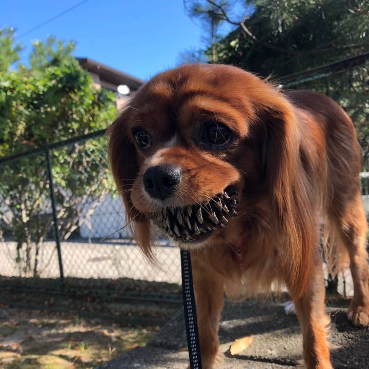 De909ba1 a3cf 4c3b a84a 1a3db890cdd7 1541208948457