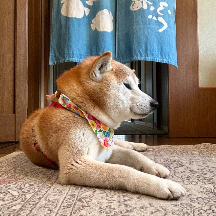 De918ebc a75d 4c98 be5d 85bddd5f8bf5 1745230696676