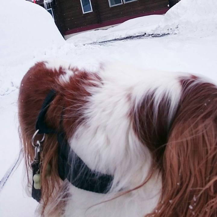 De94cccf a50e 4ffb 95f4 a624ffdec42c 1517034483438