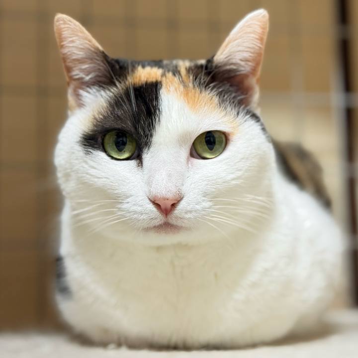 De999cf4 43bb 4607 a3b6 a60c1f76bb03 1774312548314