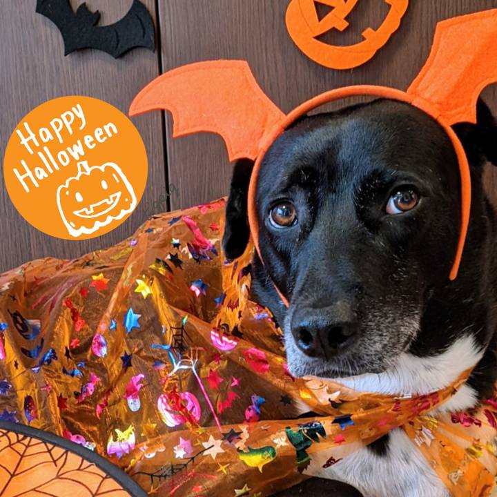 De99af35 9a48 4815 8b0e 9d526404ea27 1667177255576