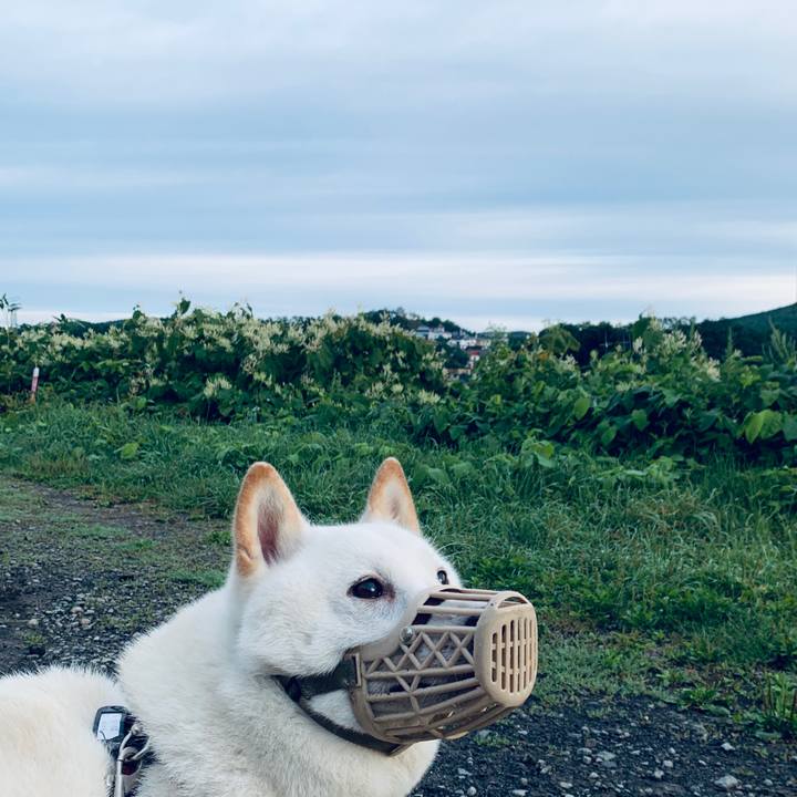 Dea060d5 06eb 4600 b370 21161a9ee7c4 1598045306377