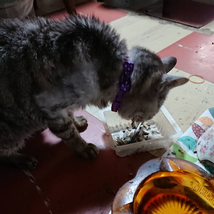 Dea08aec 5ced 41f7 a873 dc7479fab71f 1594978062936