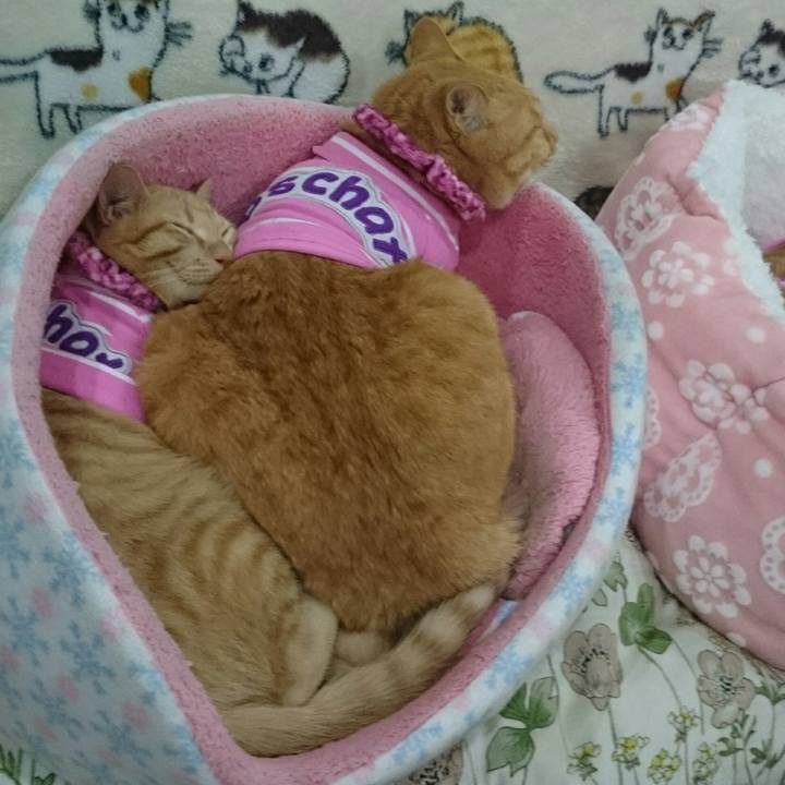 Dea3ba99 fdfb 4e62 9b29 86ee5eedc3c6 1546390862270