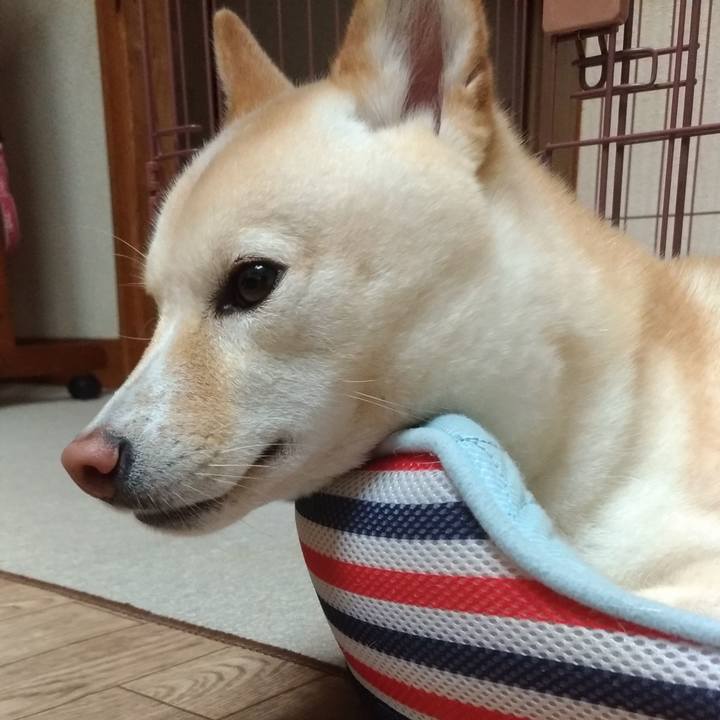 Dea52588 82e1 4cb4 b1f7 c551836899ef 1560939647257