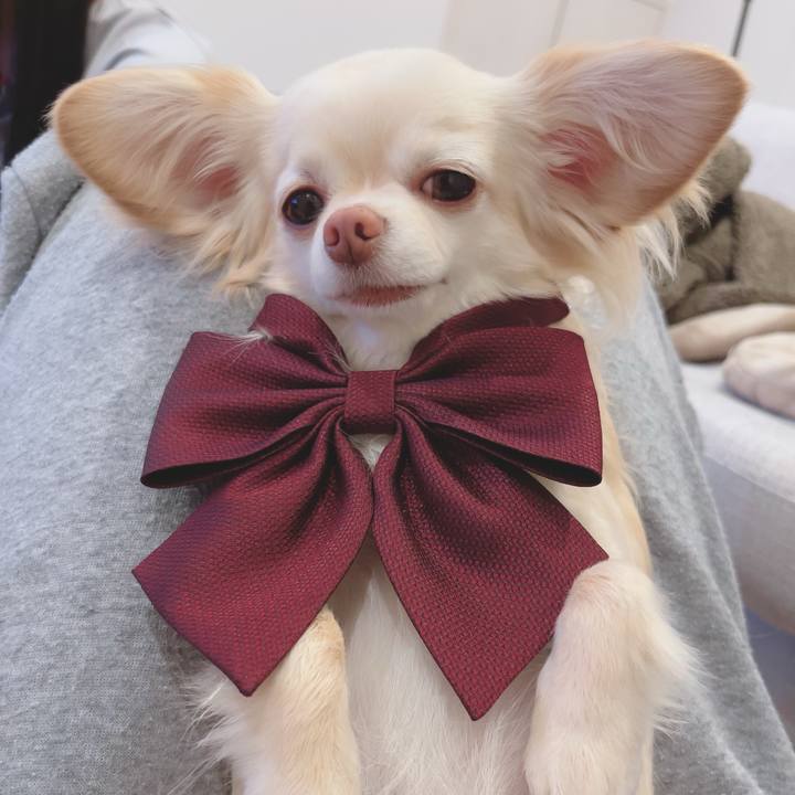 Dea5b7dd b6dc 4d2f 9a5d c55e18123f56 1711337578171