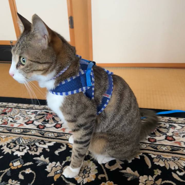 Dea83985 bcb4 4daf ab09 9f249f08b8da 1712390713979