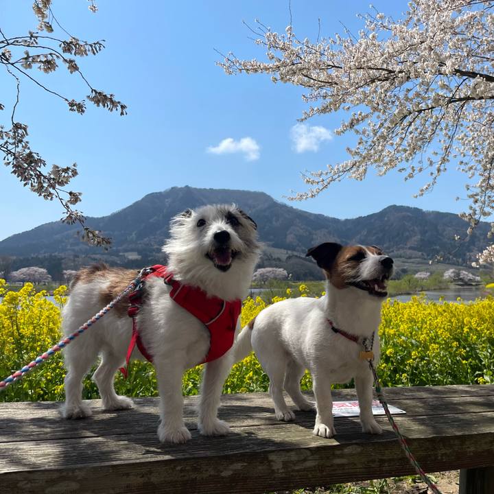 Dea88b2e 3a9c 49d5 a727 e6896892a990 1680411638423