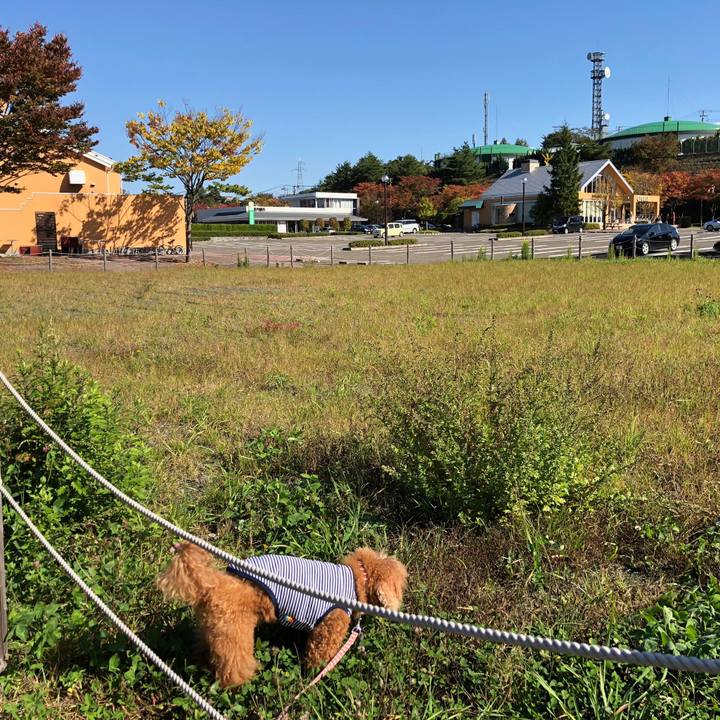 Dea95930 4eff 4848 b946 4b462d68c40e 1540114130808