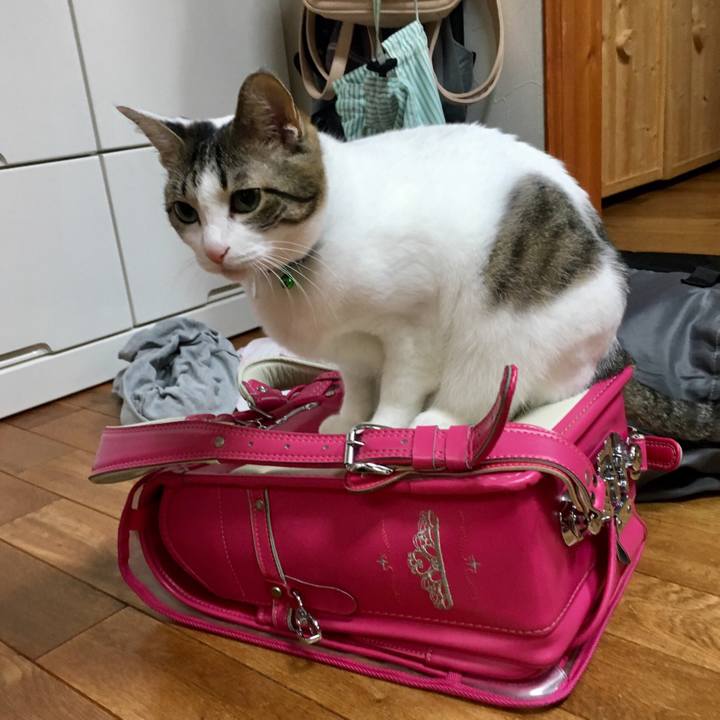 Dea962a5 1c7e 45a1 b15e 4ed7597ed294 1522985292927