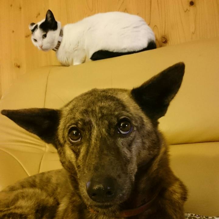 Deac117a 14e2 4cf5 b365 49c2a1beab1a 1508845049950