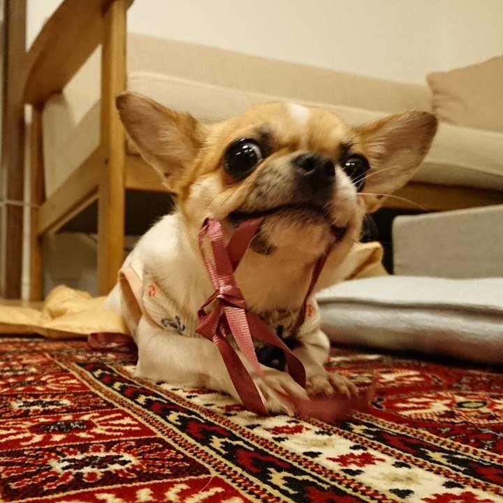 Deb31881 f95a 4cab 92b1 a14d4f4cbe2f 1545732941513