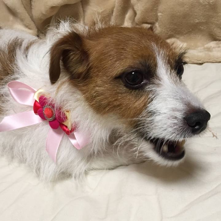 Deb485c3 35e6 49d5 b09a bdcb66a18bde 1510378824526