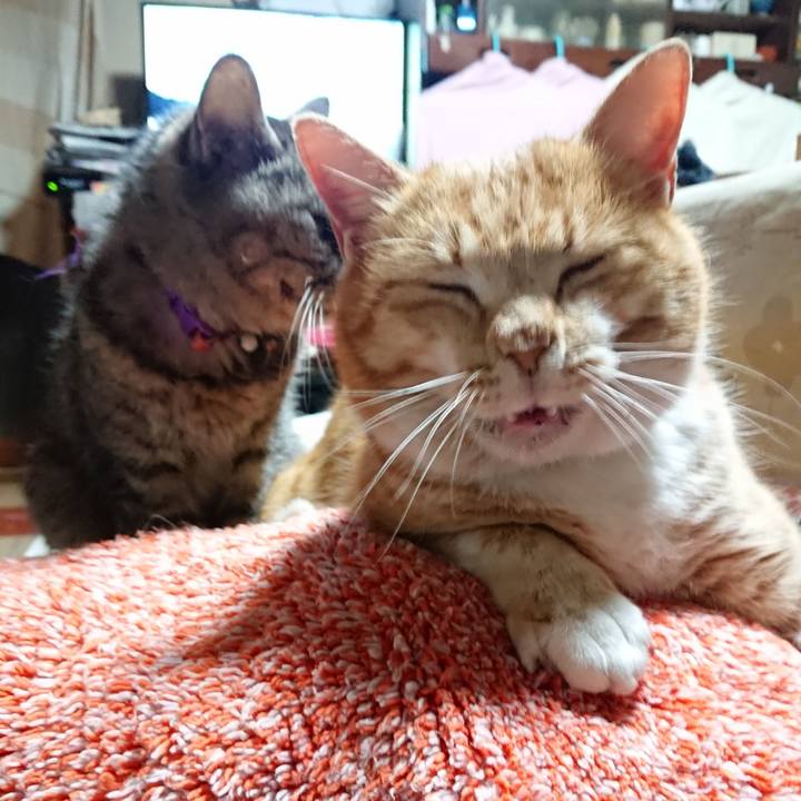 Deb67cfd d0c7 42b8 8c32 ac93fdf7673e 1581072099281