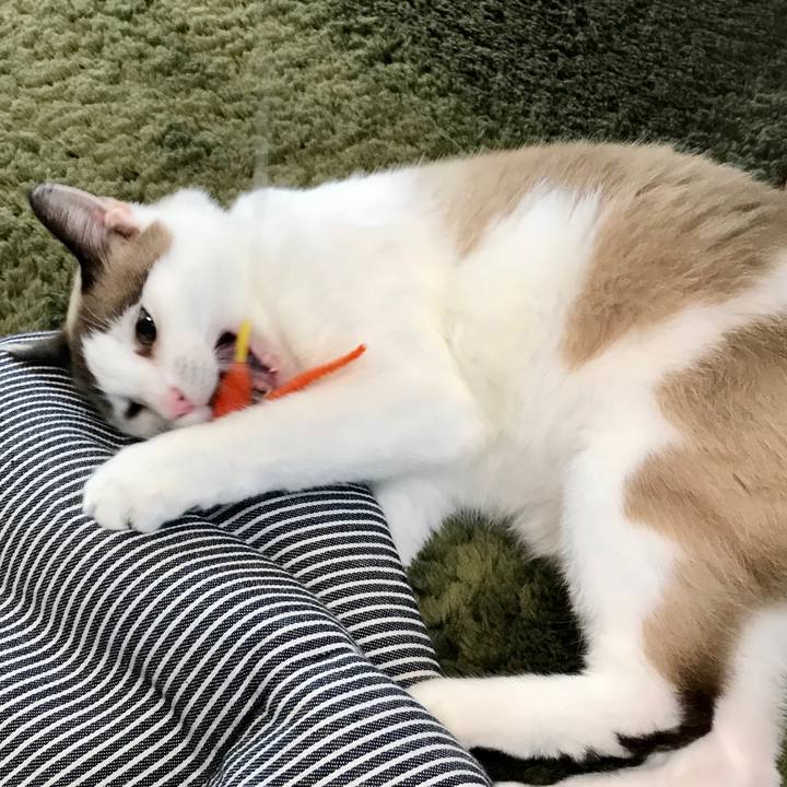 Deb6fc29 9662 4edb aac0 e5835b0eb167 1603958243540