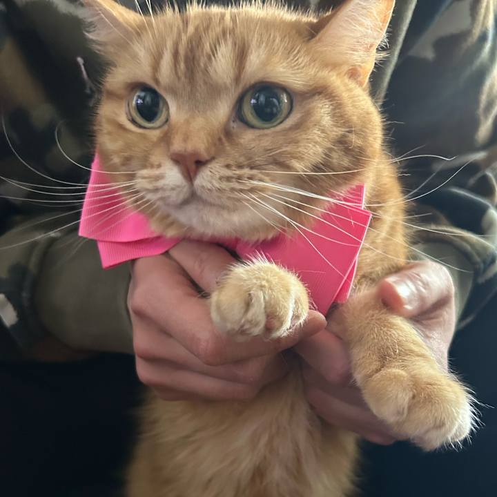 Deb8bd1f cb14 4315 8976 6c737cab9006 1771050187081