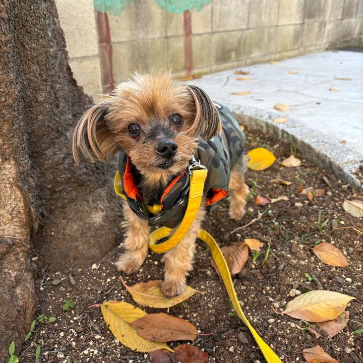 Deb9c0c8 79de 4a2e 98df 345d9f78aa63 1764128493156