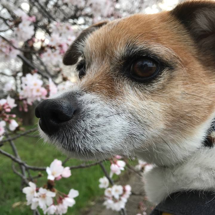 Debafaf6 d47d 4a1f 9fa5 7ce740a1f9d6 1584948619582