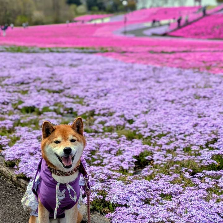 Dec6d8f1 598d 4a2a b8c3 5dd1cbbbfaf4 1745406668282