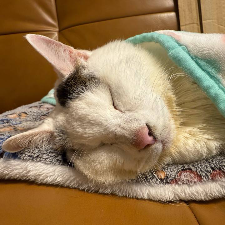 Dec76ace 3213 4145 844c ead725918c60 1763903226160