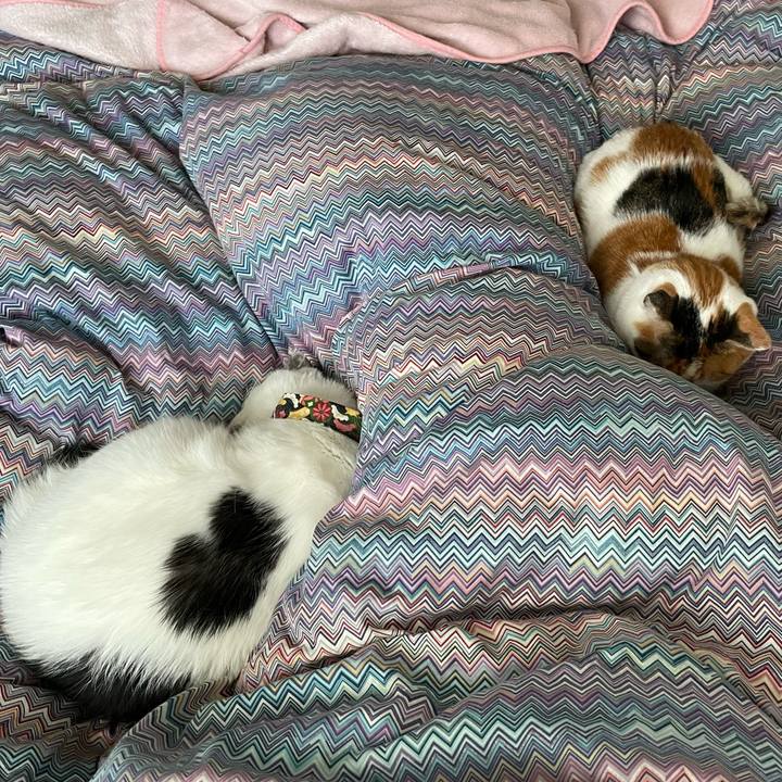 Decc3605 d7c0 4231 8896 d2664543a4b6 1634957313613