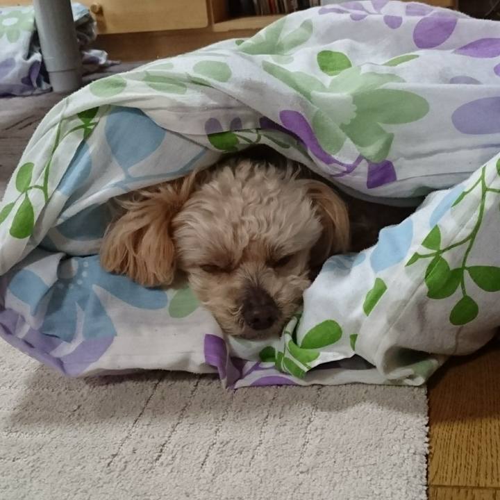 Decd5b98 f49d 4392 8e36 0d3376e34c6a 1618108449715