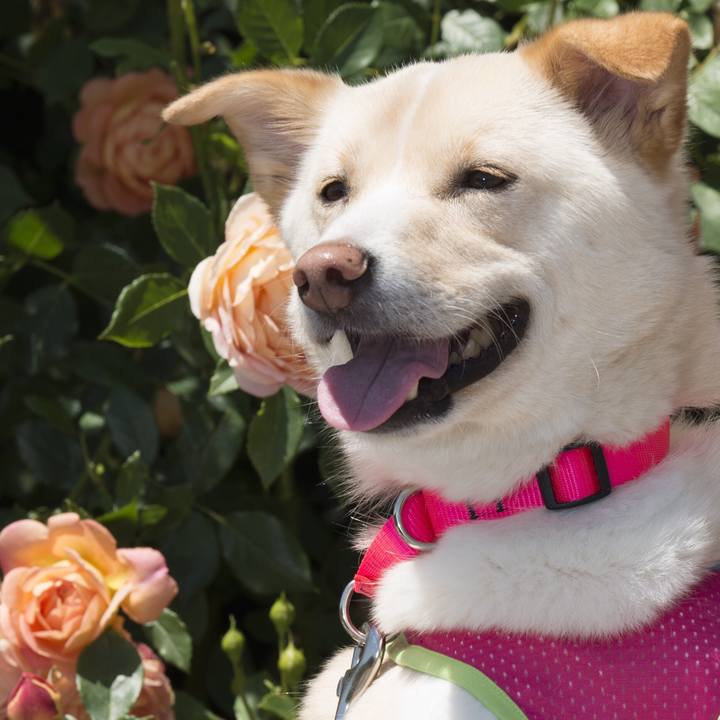 Ded18d34 a990 4e54 9d01 7ea5f877a2e0 1526832399965