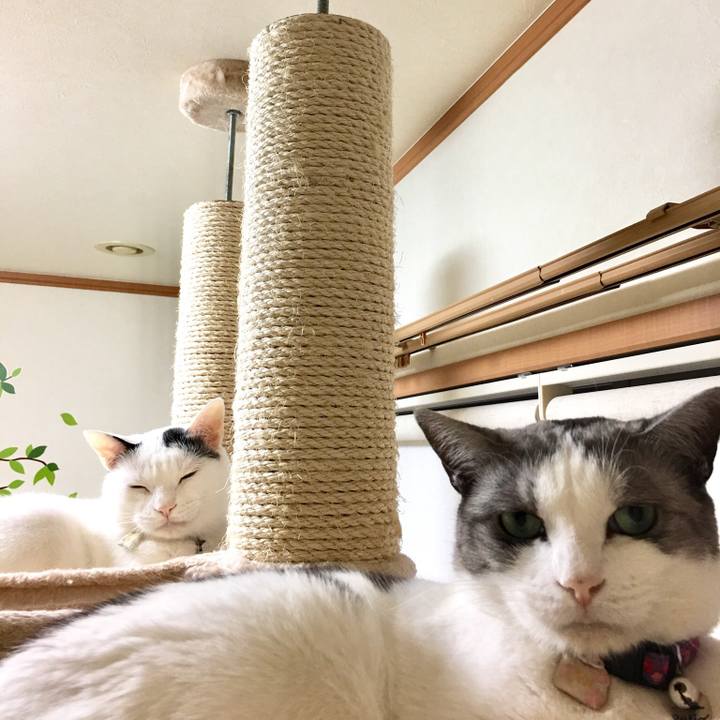 Ded1cb12 cdee 43bb a44c b1d5baefec7f 1528621477330