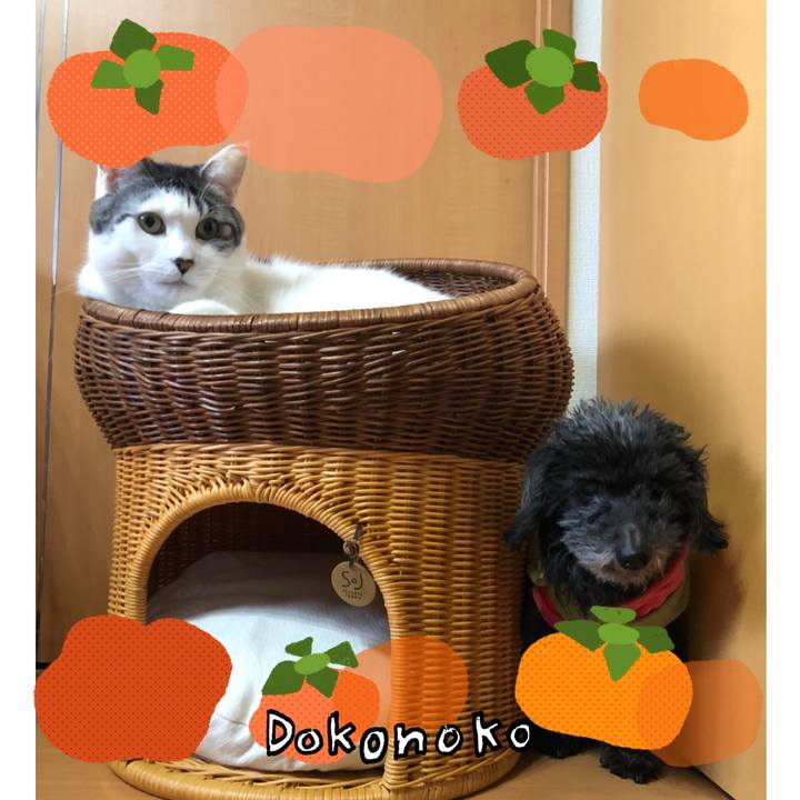 Ded53012 0f4e 4277 857f e832d9950bd0 1761605719420